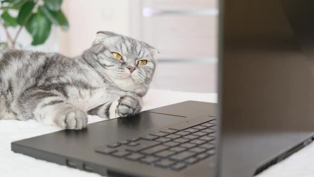 A black and gray striped Scottish fold cat with yellow eyes looks at a laptop monitor while lying on a sofa. Cute funny pet. Creative home work concept, video for cats. Copy space, light background.	

