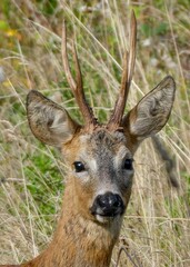 portrait of a beautiful roe deer