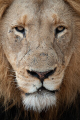 Fototapeta premium A male Lion seen on a safari in South Africa