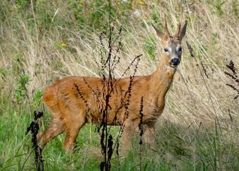 portrait of a beautiful roe deer
