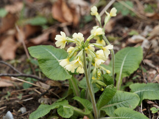 (Primula elatior) Die Hohe Schlüsselblume oder Wald-Schlüsselblume mit  goldgelb Blütenblättern an Stängel blattlos