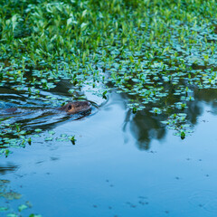 European beaver (Castor fiber), Loire River, La Chapelle-aux-Naux, Indre-et-Loire Department, The Loire Valley, France, Europe