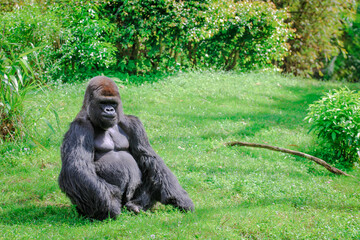 Naklejka premium Lowland Gorilla Silverback Sitting alone in the grass