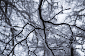 Tree branches covered with snow.