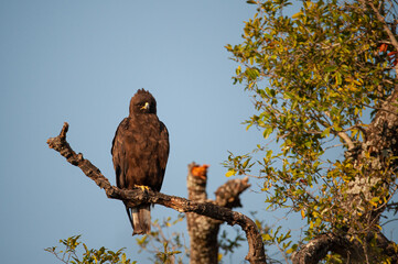 Whalberg's Eagle seen on a safari in South Africa