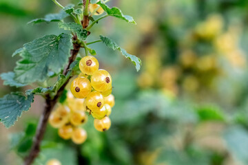 Yellow currant bush with ripe berries in the garden