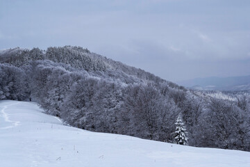 Fototapeta na wymiar Grecul peak toward Leuca Mica peak. Winter landscape between Azuga and Grecului valley towards Gura Diham chalet