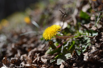 yellow flower in the grass