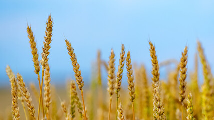 Fototapeta premium Wheat field with large ripe spikelets on a background of blue sky
