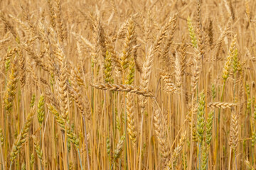 Wheat field with spikelets close up, background with wheat spikelets