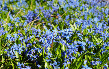 First spring bulb flowers beauty. Beautiful bluebells, sky blue scilla siberica, siberian squill flowers are blooming profusely in the garden in spring.