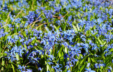 Fototapeta premium First spring bulb flowers beauty. Beautiful bluebells, sky blue scilla siberica, siberian squill flowers are blooming profusely in the garden in spring.