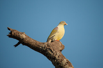 Green Pigeon seen on a safari in South Africa