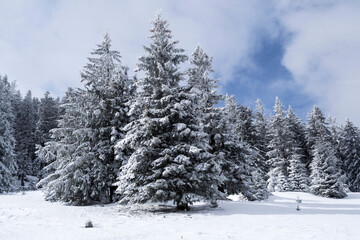 Landscape in Saua Baiului. Winter landscape between Azuga and Gura Diham cottage