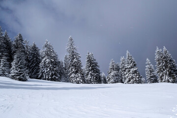 Landscape in Saua Baiului. Winter landscape between Azuga and Gura Diham cottage