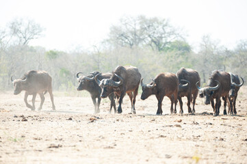 Buffalo herd seen in a drought on a safari in South Africa