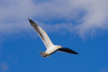 Close-up of a gull flying under a blue sky.