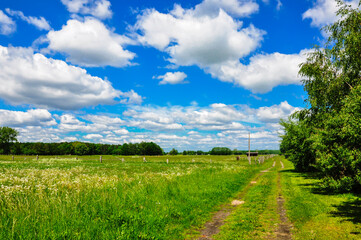 Fototapeta premium Blick über ein Feld, an einem traumhaften Sommertag. Strahlendblauer Himmel mit einigen Wolken