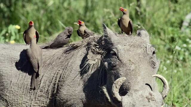 Slow motion of a warthog walking out the frame with five Red-billed Oxpeckers on its back, Kruger National Park.