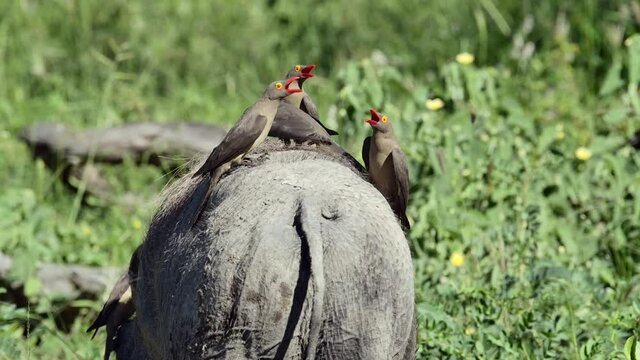 Slow motion of the backside of a warthog feeding with five Red-billed Oxpeckers on its back, Kruger National Park.