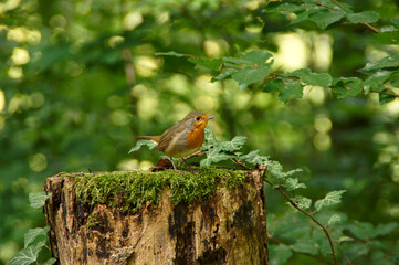 The Robin bird (Erithacus rubecula) stands on a tree trunk in the forest.