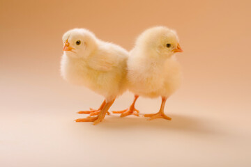 Image of two newborn fluffy fledgling chicken.