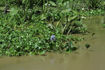 Naklejka premium Flores