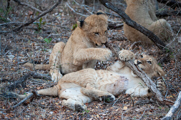 Playful Lion cubs seen on a safari in South Africa
