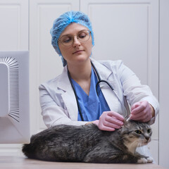 The veterinarian in the clinic examines the ear of a domestic cat