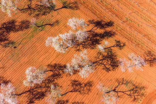 Almendros