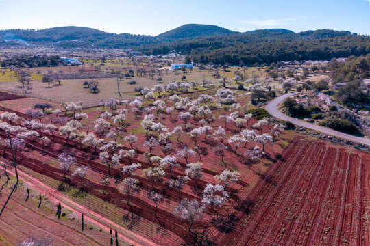 Campo de almendros