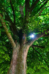 Fototapeta premium Ancient Lime Tree (Tilia sp.) in main square of the castle, Villesavin Castle, Tour-en-Sologne, Loir-et-Cher Department, The Loire Valley, France, Europe