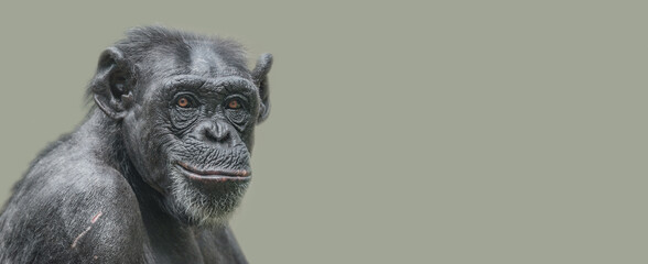 Banner with a portrait of a happy adult Chimpanzee, smiling and thinking, closeup, details with...