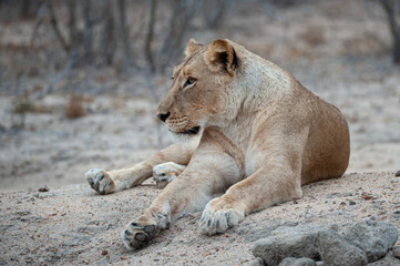 Female Lion seen on a safari in South Africa