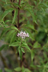 Hemp agrimony