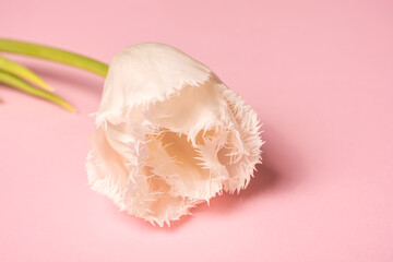 White tulip on a pink background. Postcard with place for text.