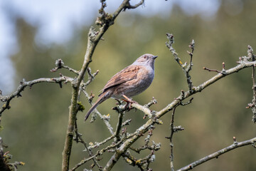 A dunnock, Prunella modularis, perched on a twig during a pause in singing in springtime in southern Britain