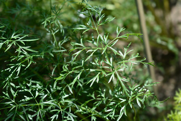 Common coriander flower