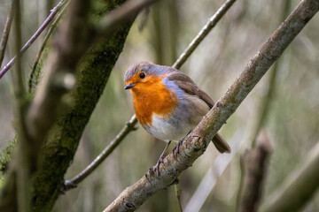 A robin, Erithacus rubecula, perched on a low branch in spring woodland in southern Britain