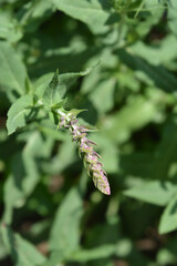 Meadow sage