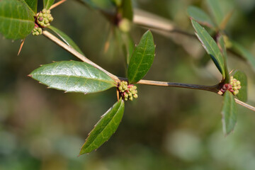 Wintergreen barberry