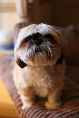 A Small Cute Shih Tzu Dog sat on a sofa with his hair brushed forward.
