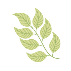 mint leafs branch tea icon