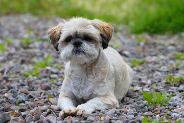 A Small Shih Tzu Dog lying on a gravel path posing for the camera.