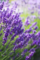 Fototapeta na wymiar lavender flowers in a garden