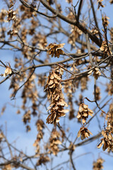 Common sycamore