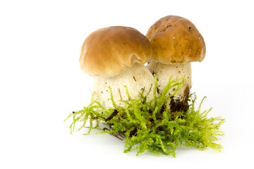 boletus edulis mushrooms on moos