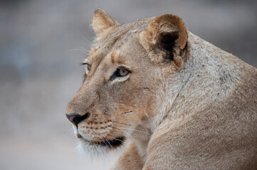 Fototapeta na wymiar Female Lion seen on a safari in South Africa