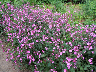 Red campion or red catchfly