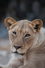 Obraz na płótnie Canvas Female Lion seen on a safari in South Africa